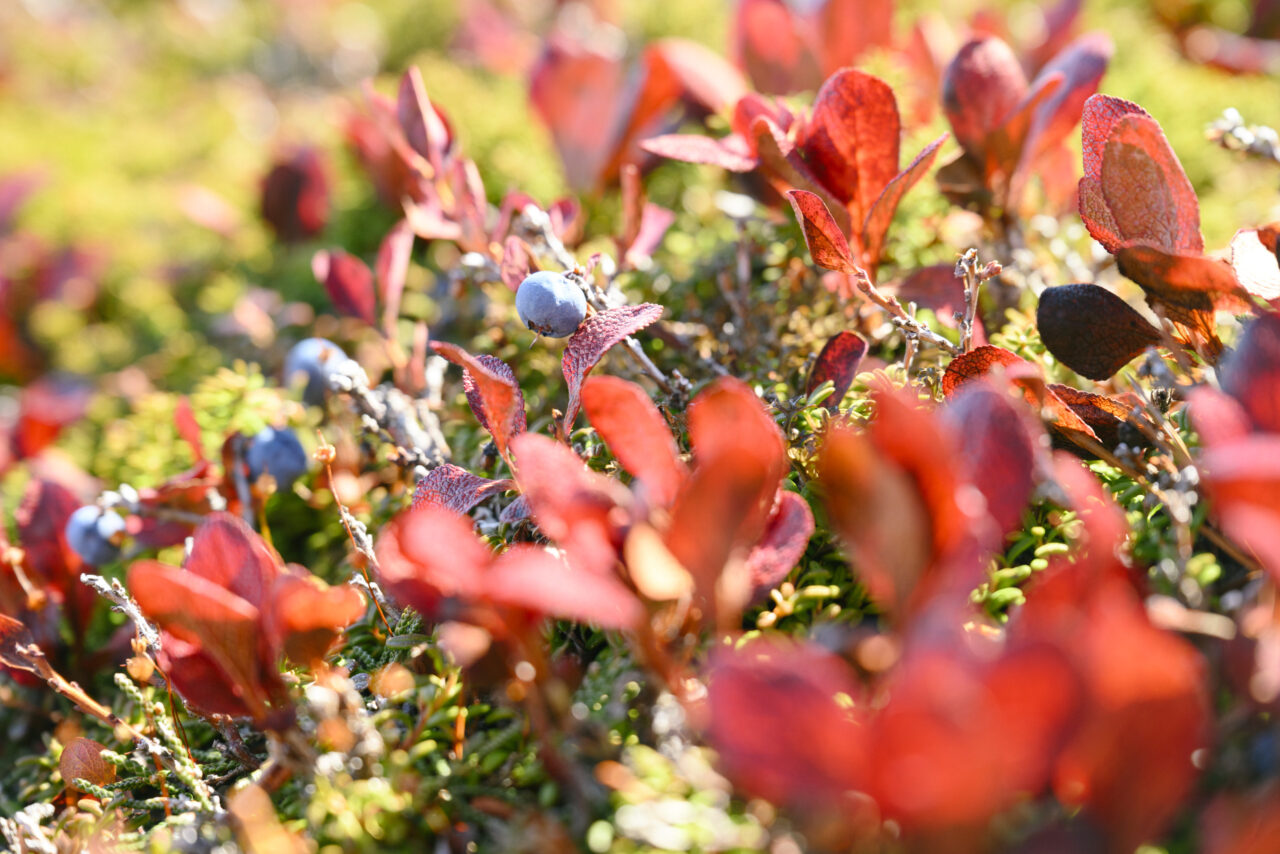 紅葉したウラシマツツジ
