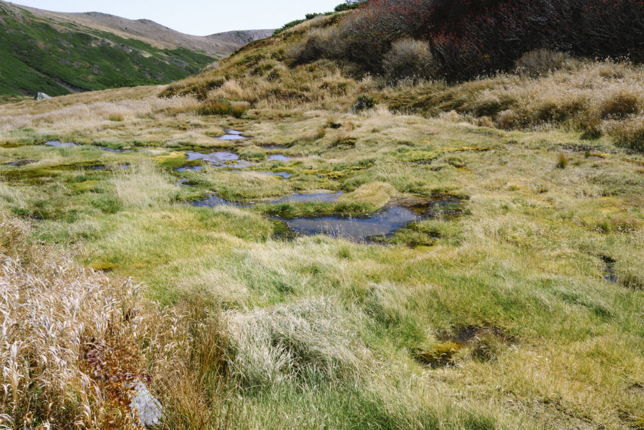 避難小屋周辺の湿地