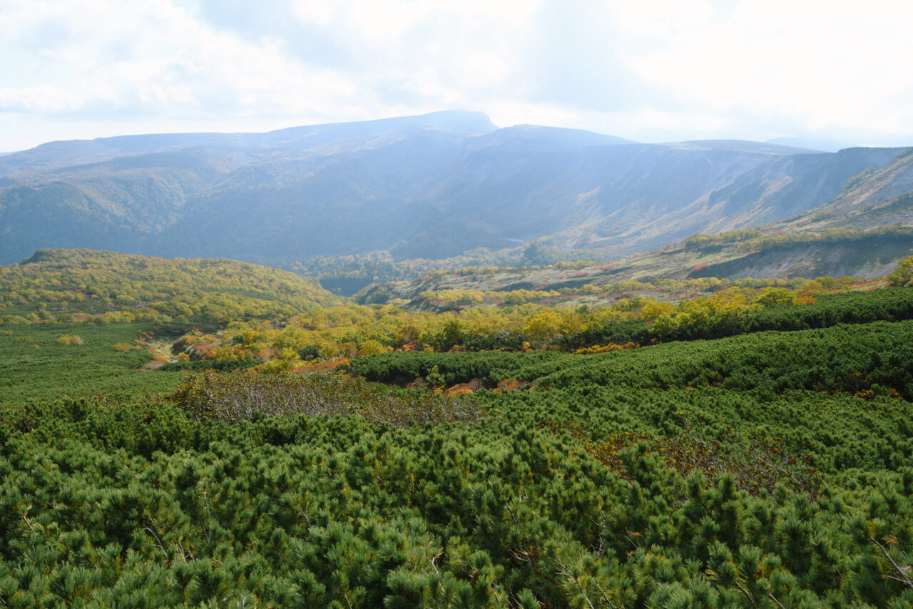 紅葉と忠別岳を見上げる