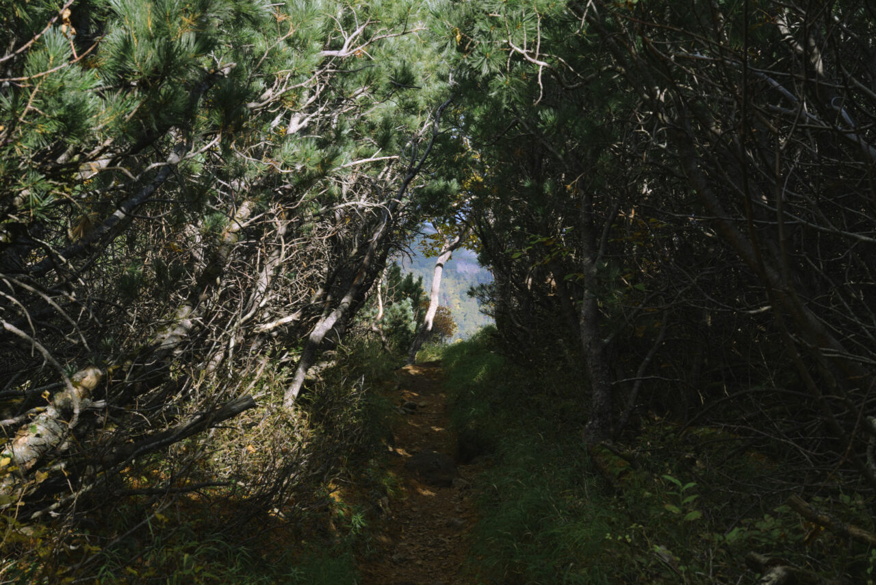 ハイマツのトンネルを抜ける