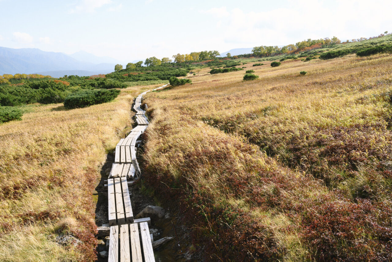 草紅葉の湿原を抜ける木道