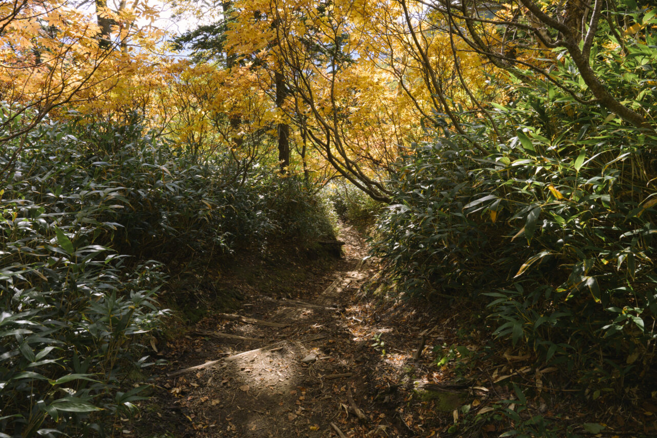 黄金色に染まる登山道