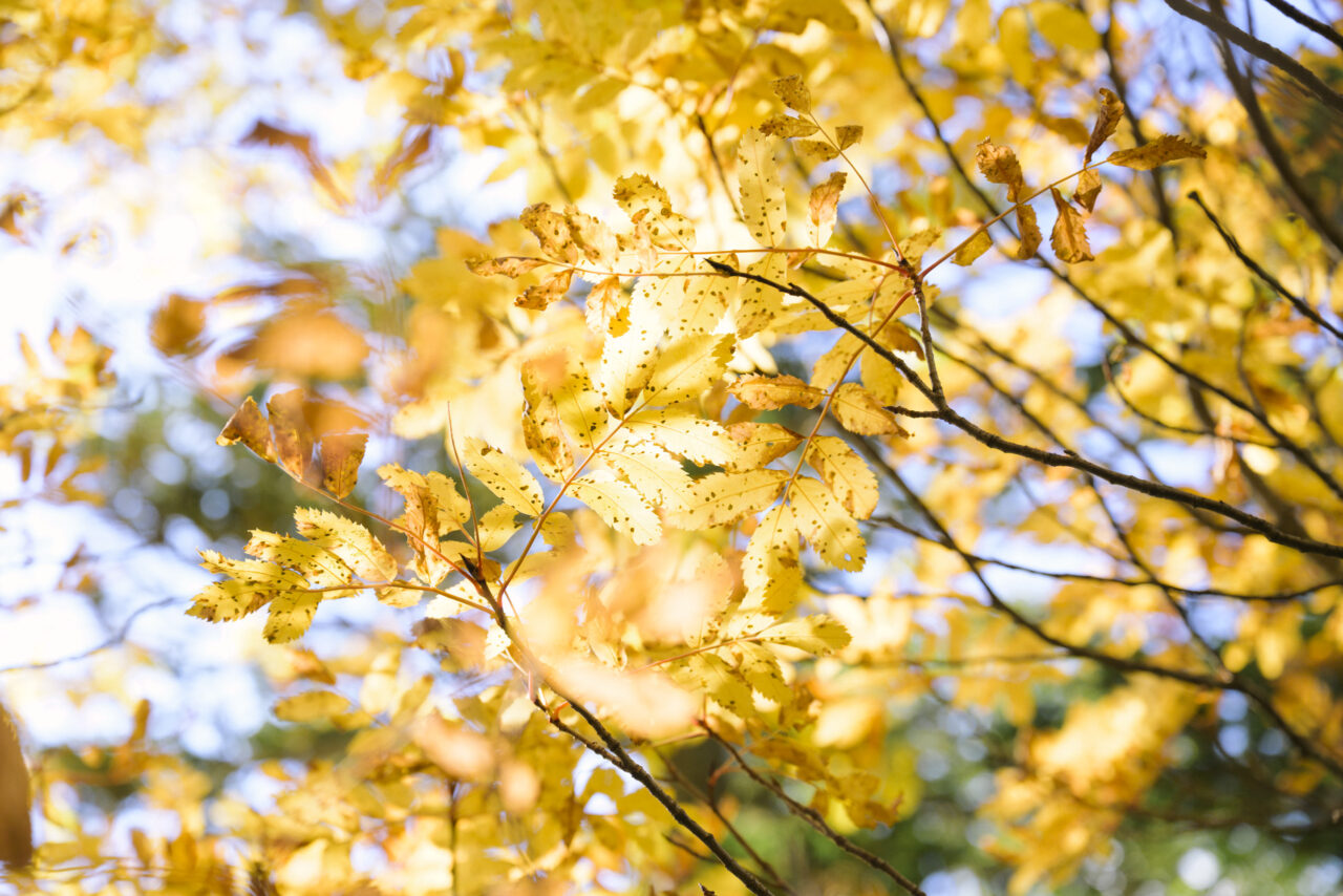 黄色く輝く木々