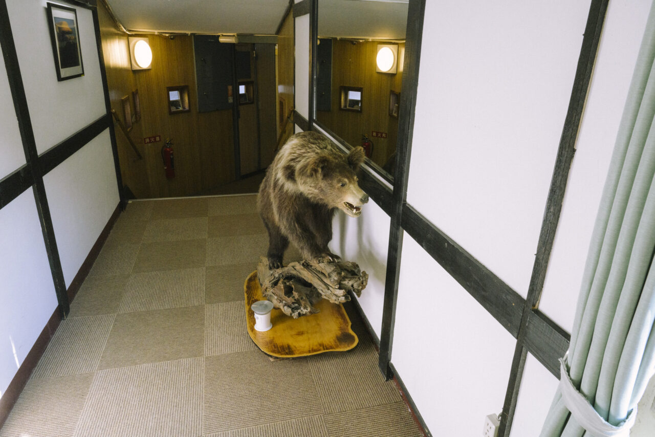 ヒグマのはく製