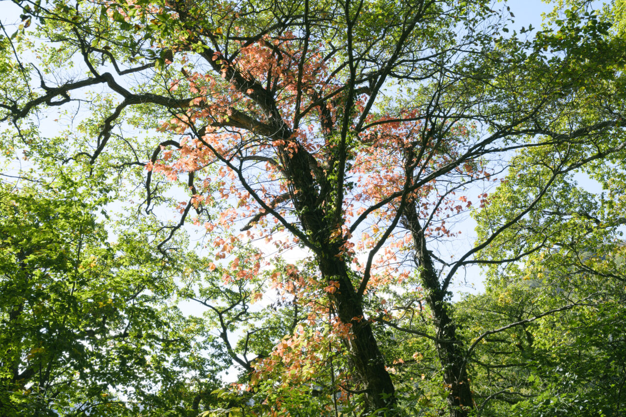 松川温泉周辺の紅葉