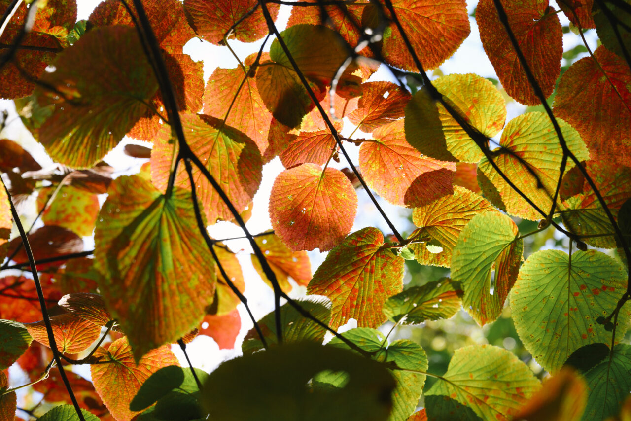 紅葉するカメノキ