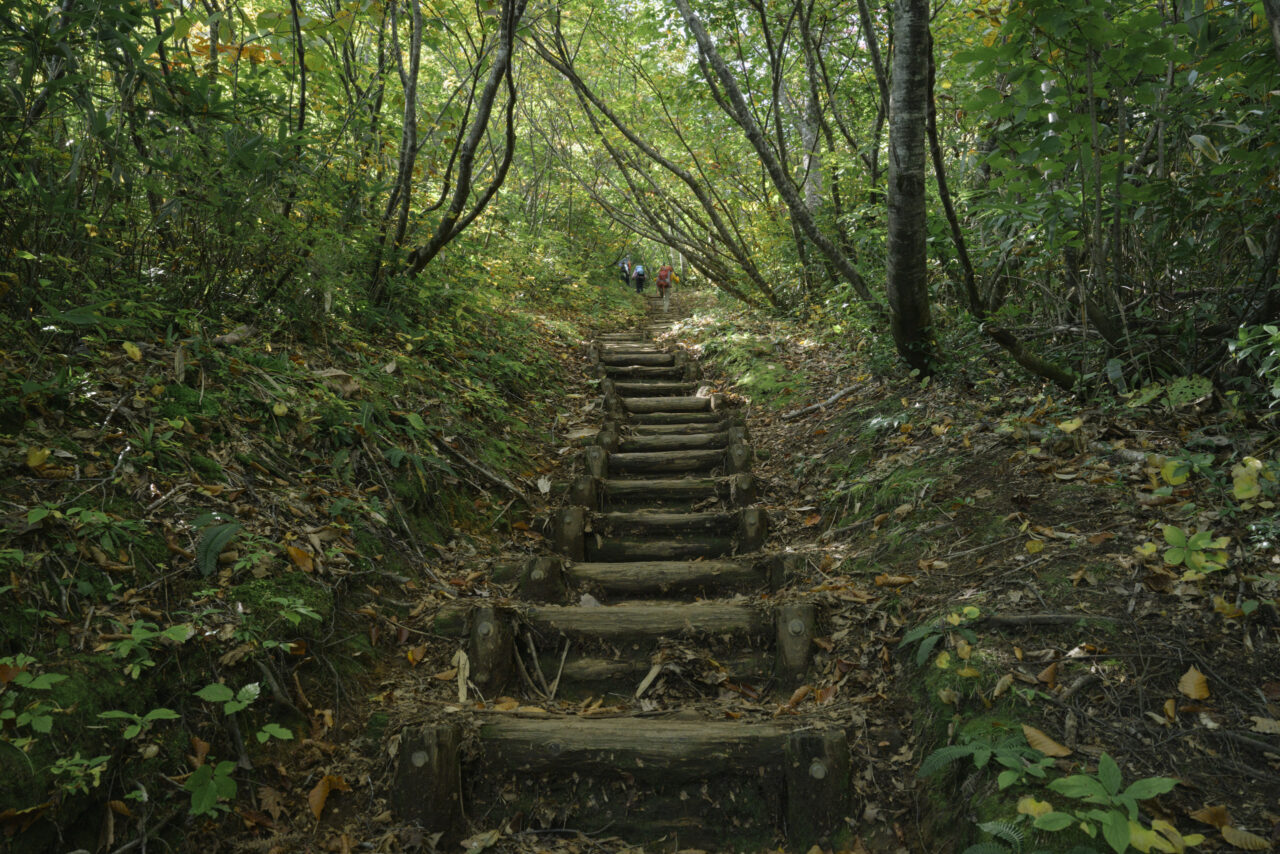 木の階段から始まる登山道