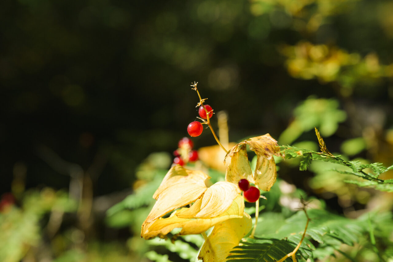 夏の名残の赤い実