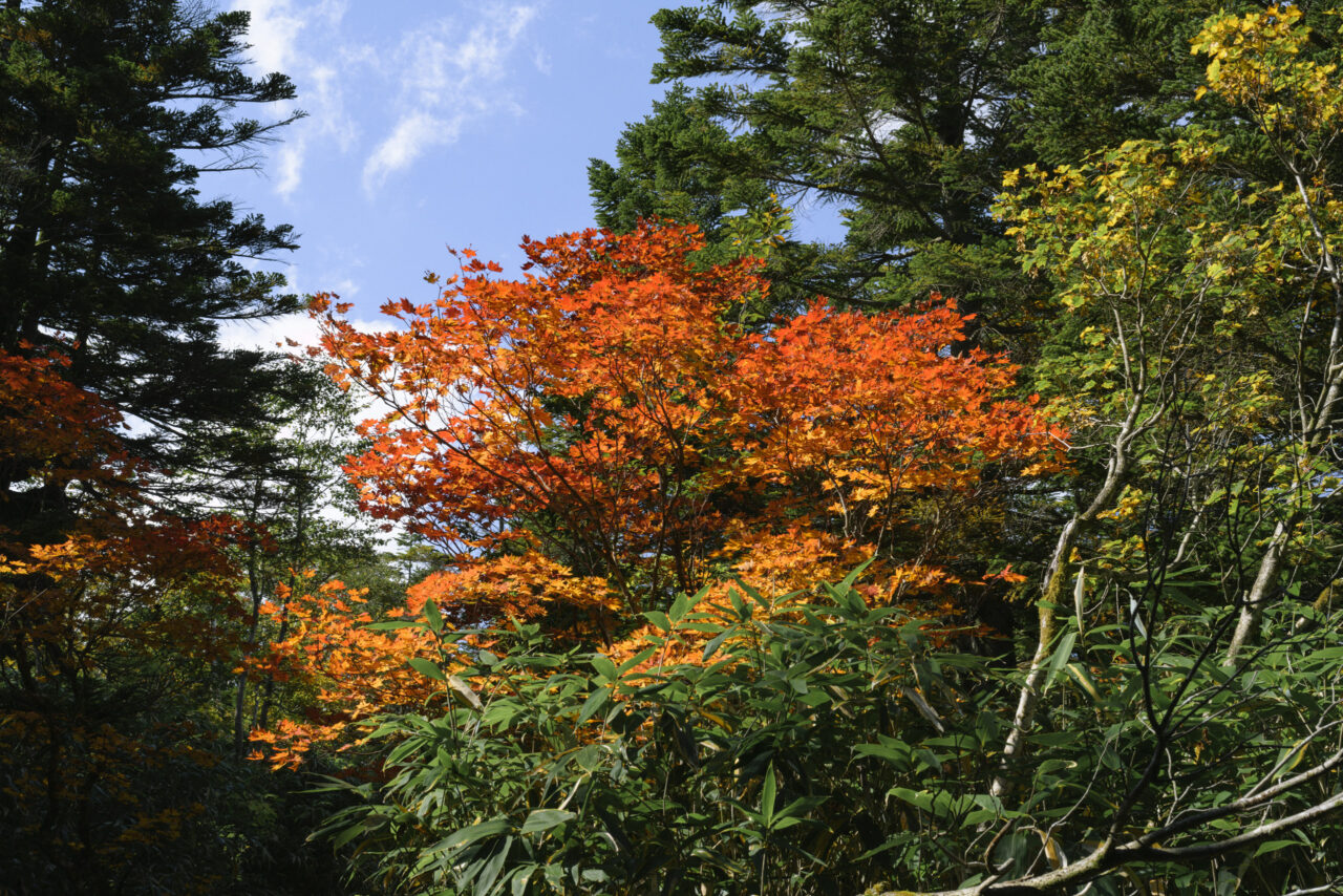 赤く染まる紅葉の木