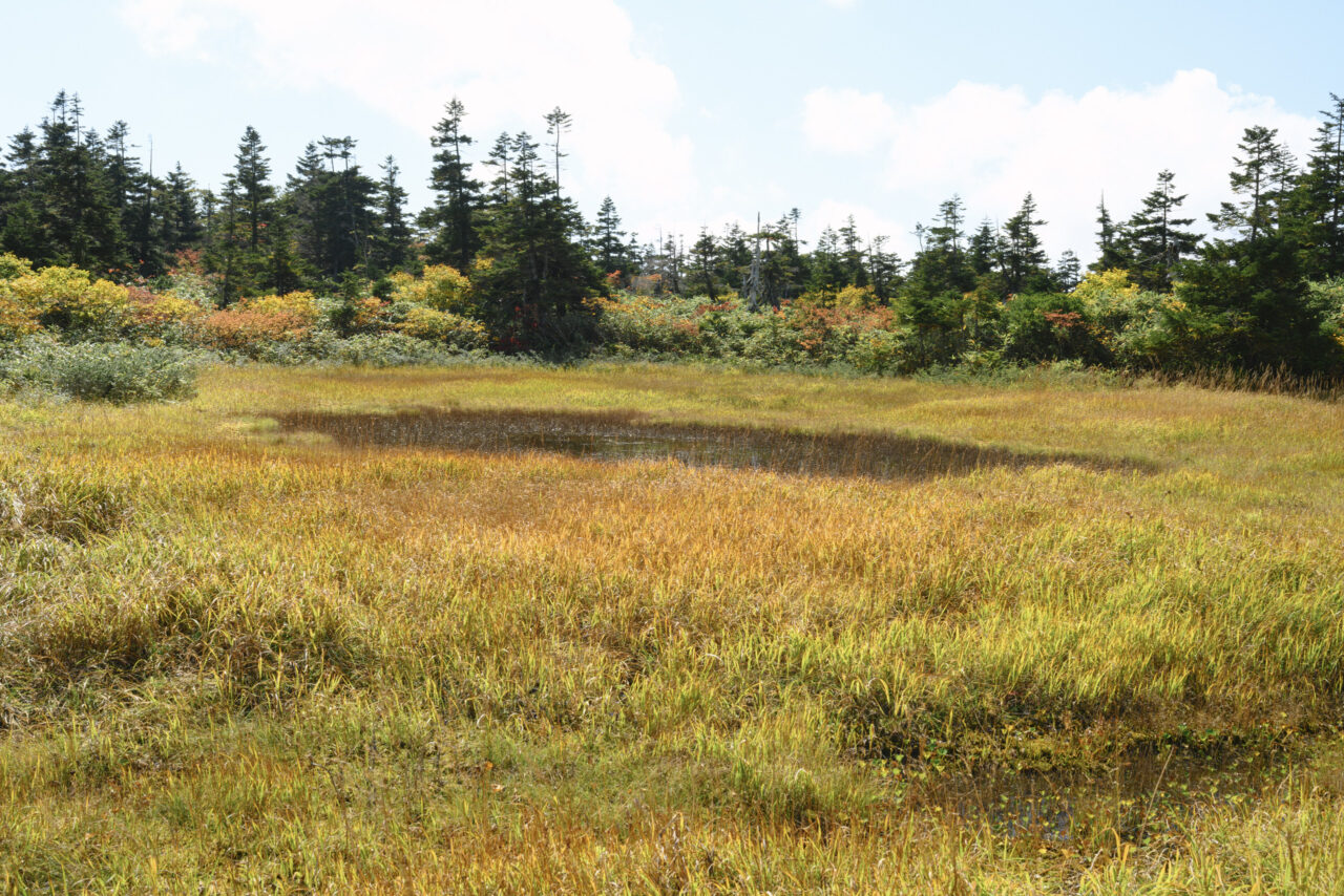 三石湿原の池塘