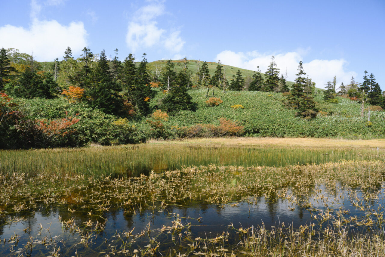 湿原から山頂を見上げる