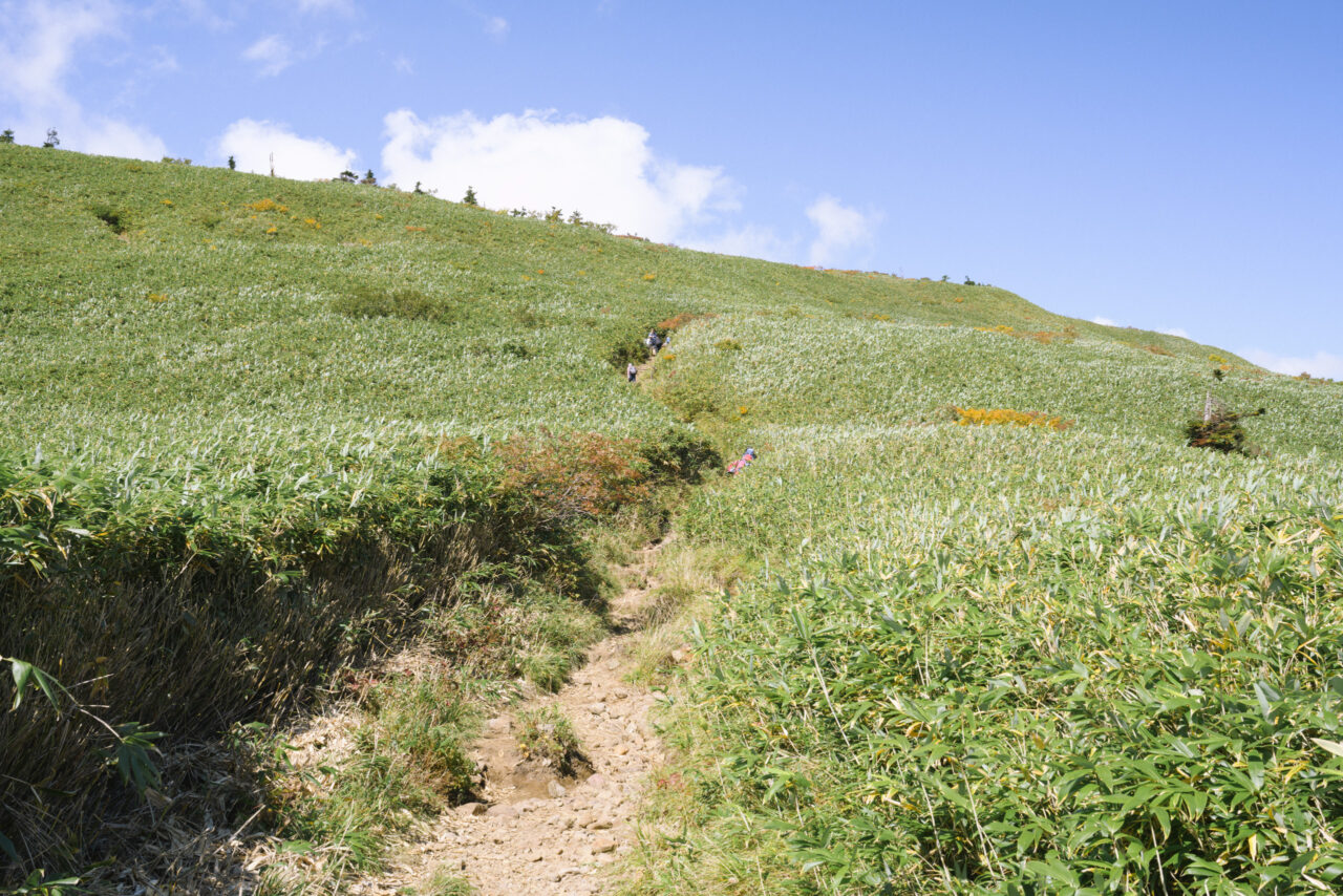 笹の草原が続く山頂直下