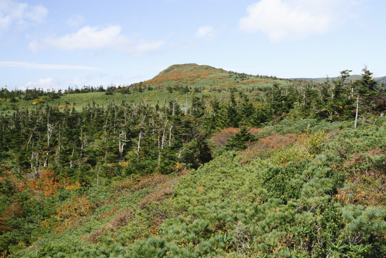 緑に包まれる登山道