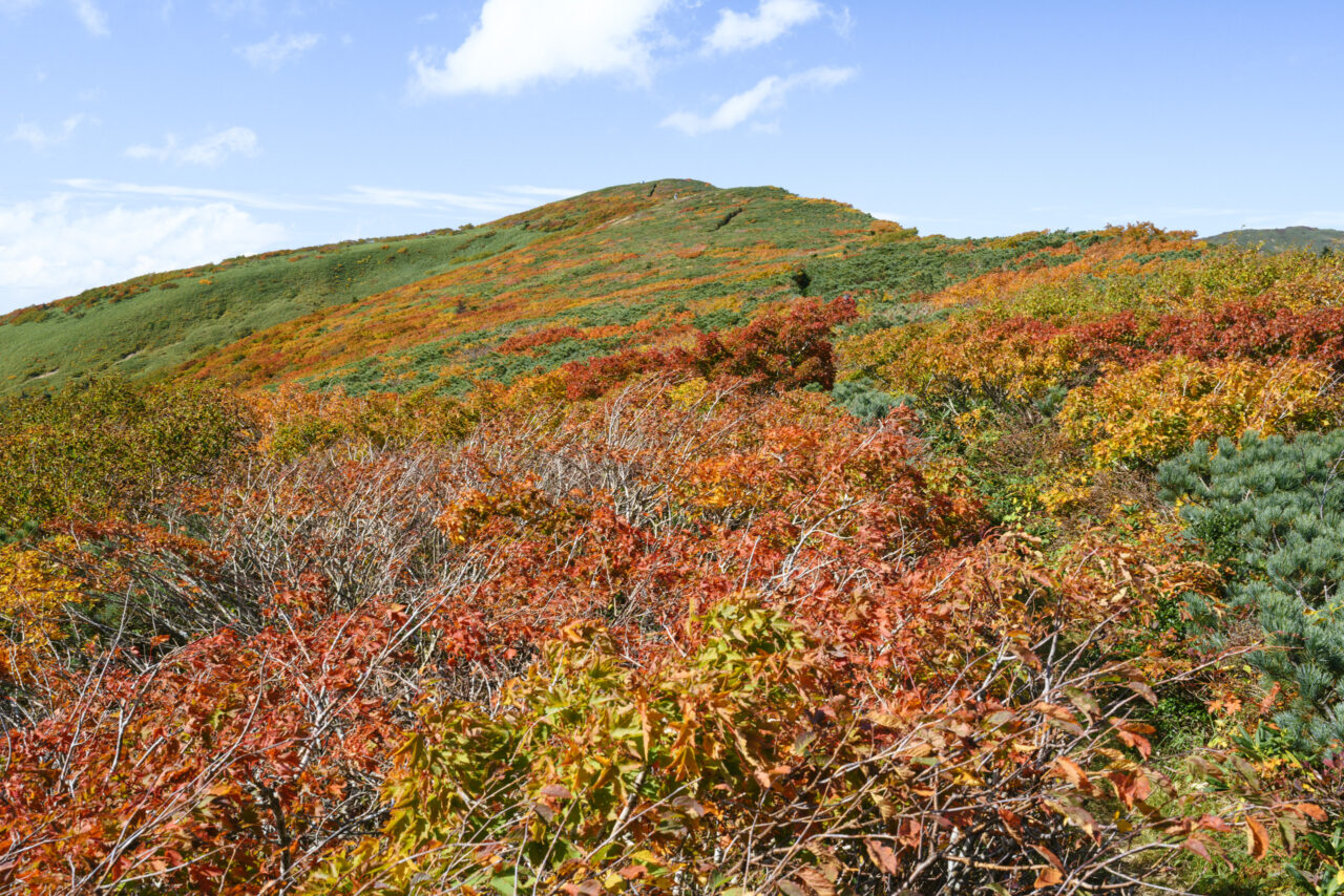 紅葉の稜線を横切る登山道