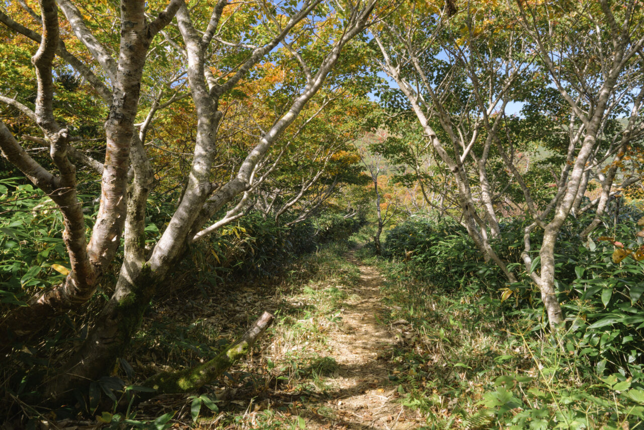 ダケカンバが生い茂る樹林帯