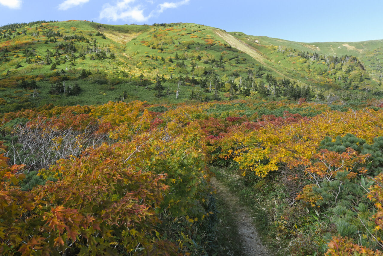 大深岳への登り返しを見上げる