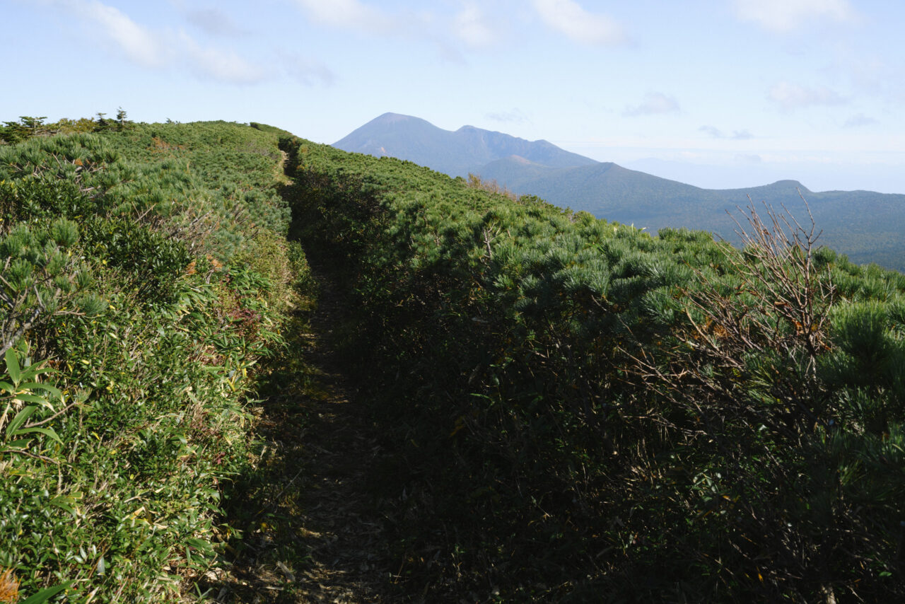 ハイマツに覆われた登山道
