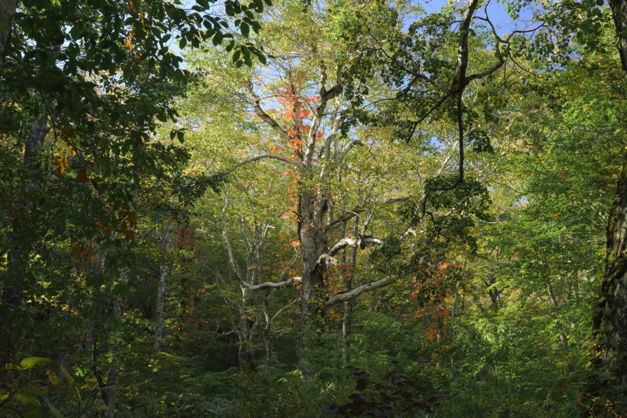 緑の森と紅葉するツタ