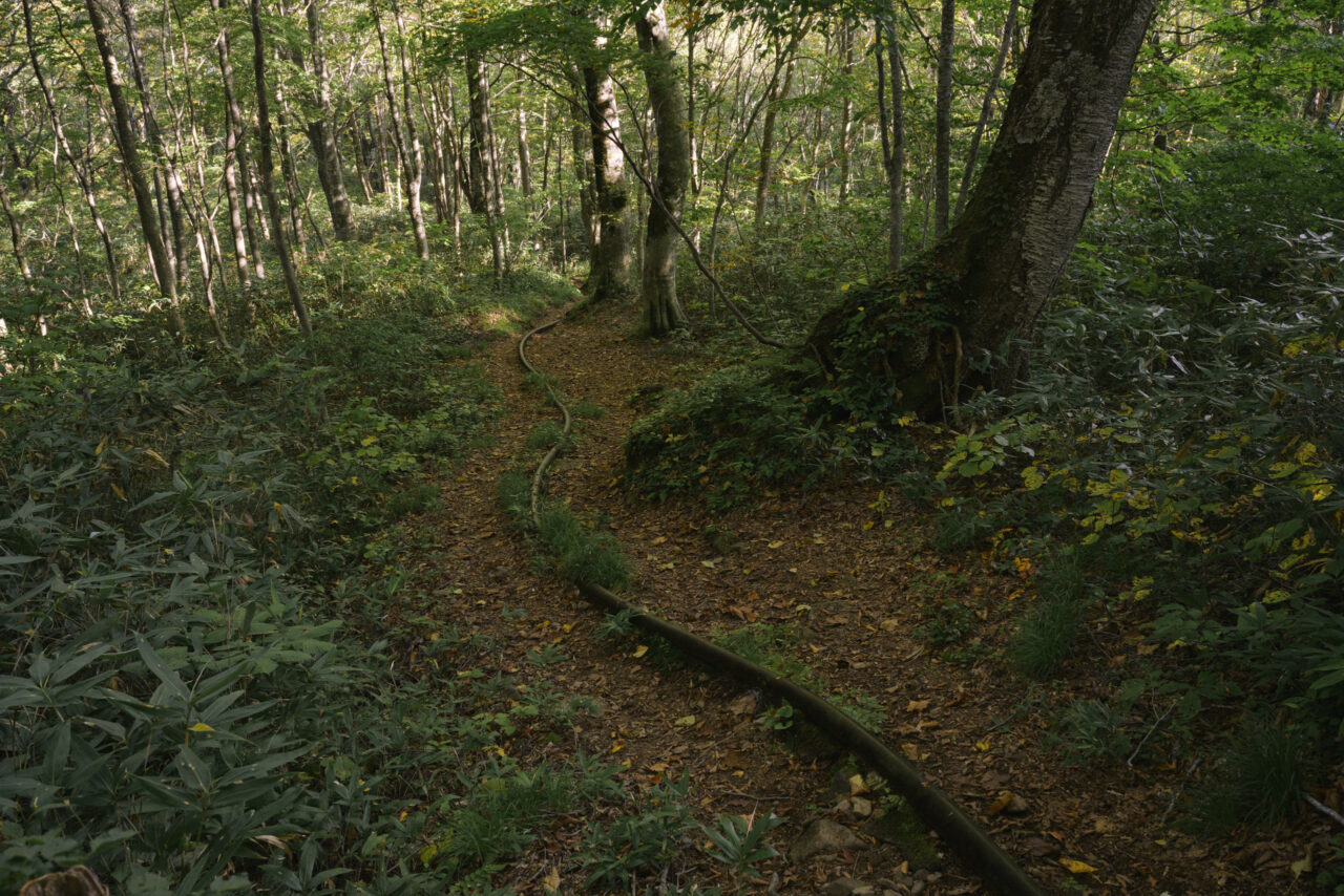 水道パイプが続く登山道