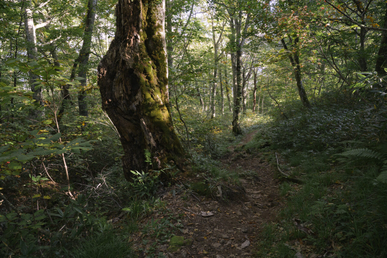 ブナの巨木の脇を通る