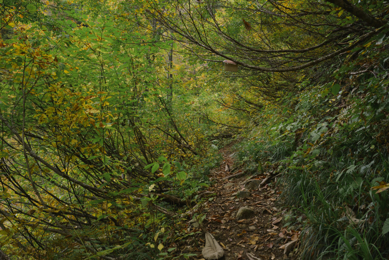 雪で横倒しになった細木の森