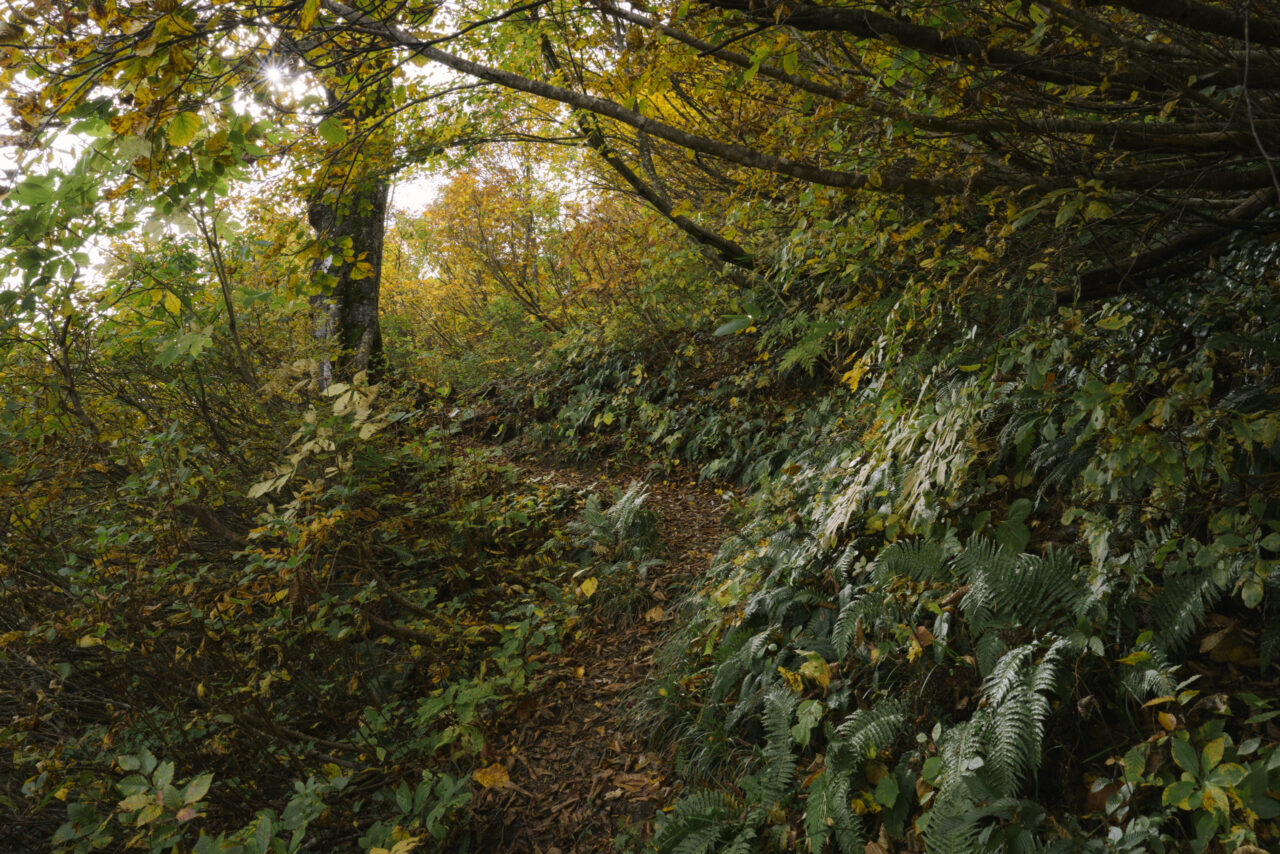 光が差し込む登山道