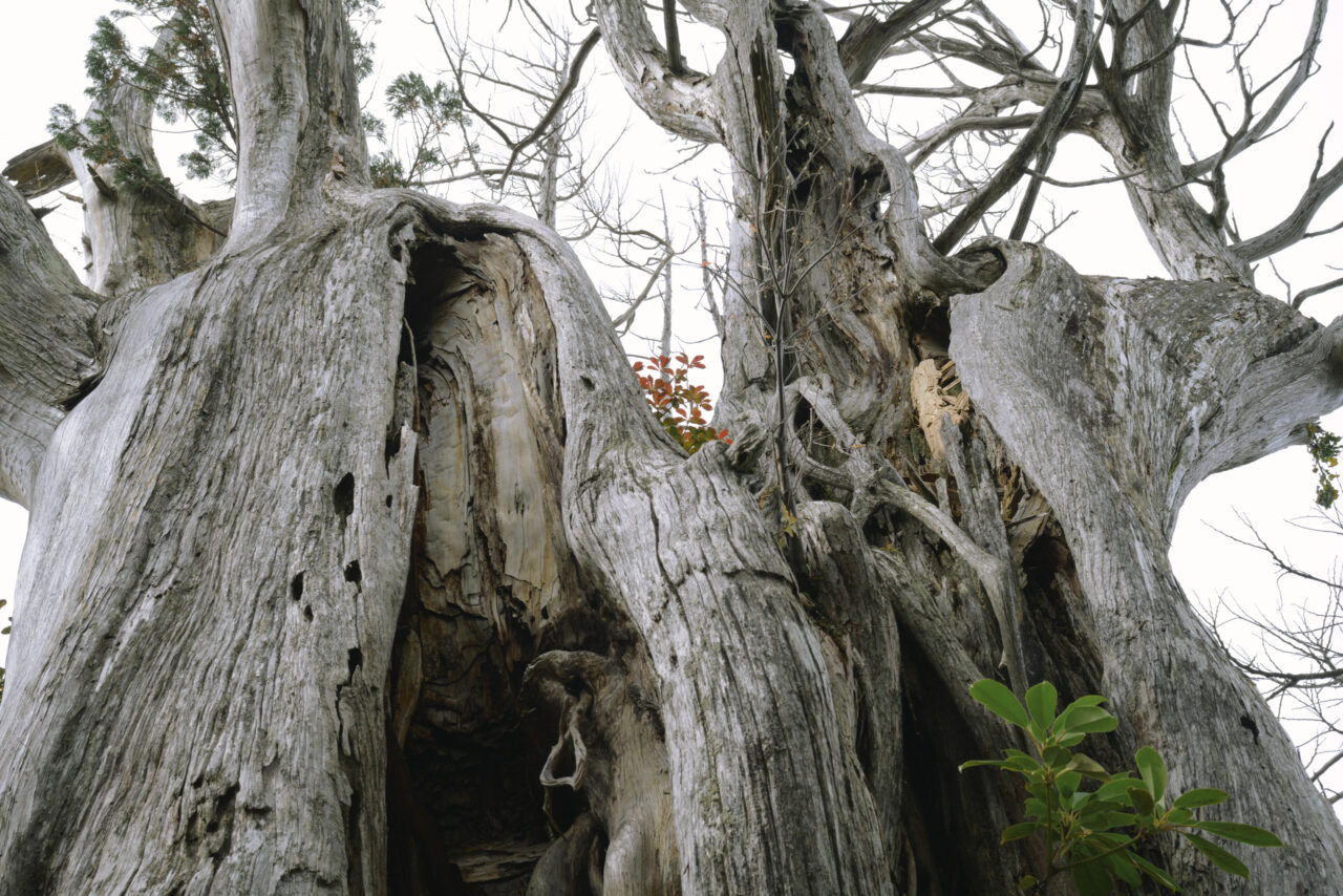 登山道中の立ち枯れした巨木