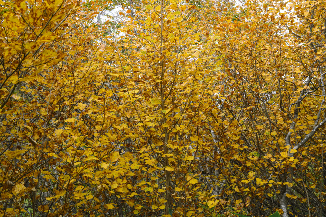黄葉に染まる木々