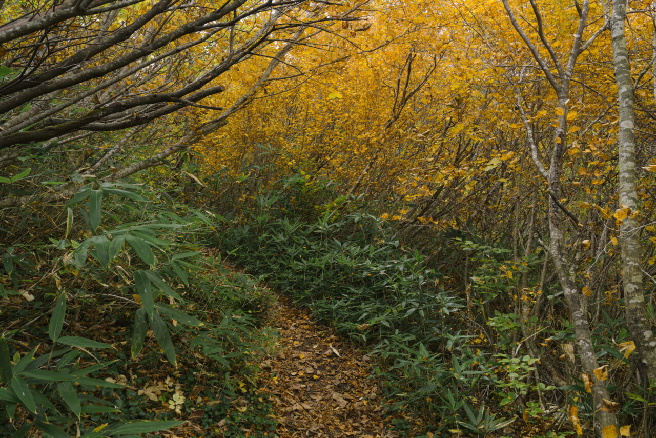 黄葉と笹の登山道