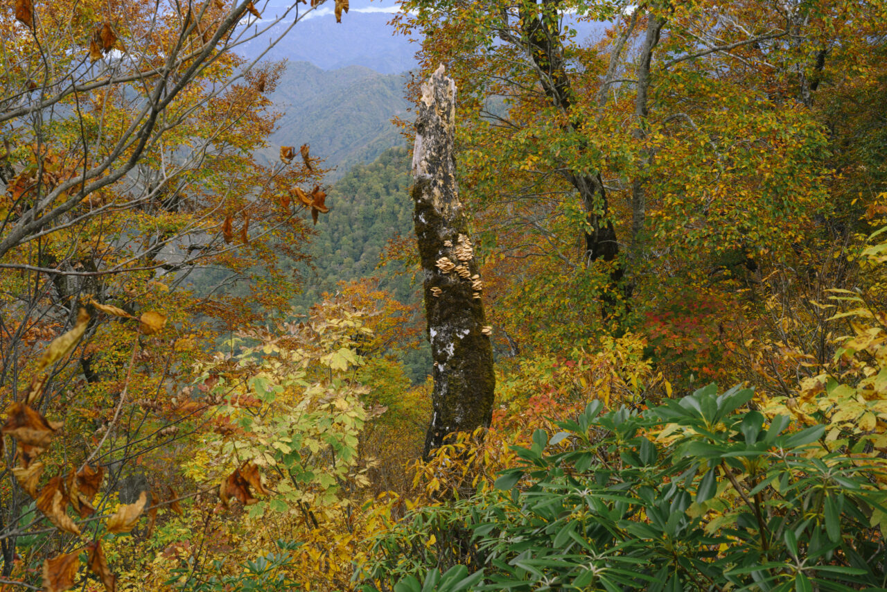 枯れ木に生えるキノコ