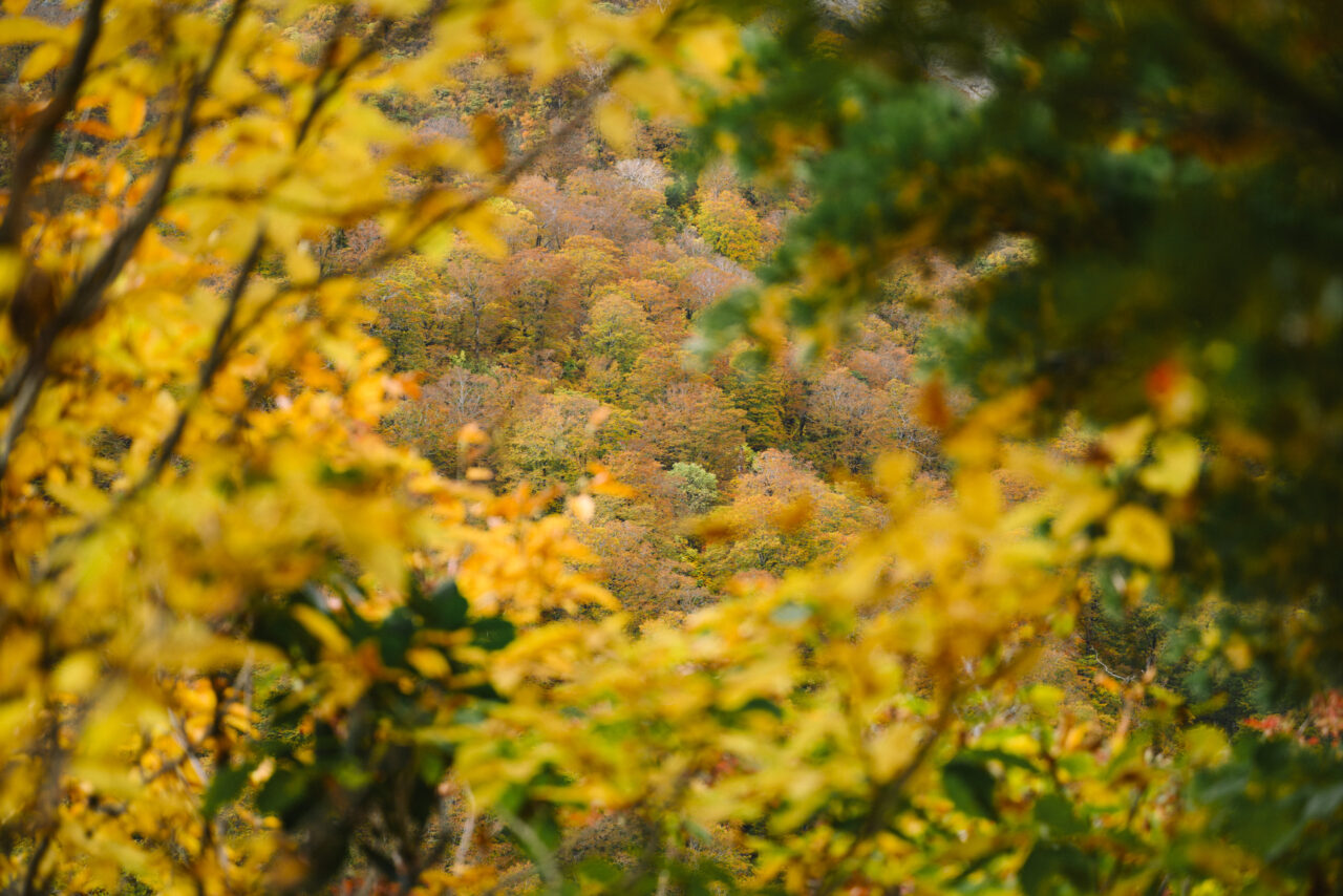 紅葉した山肌を覗き見る