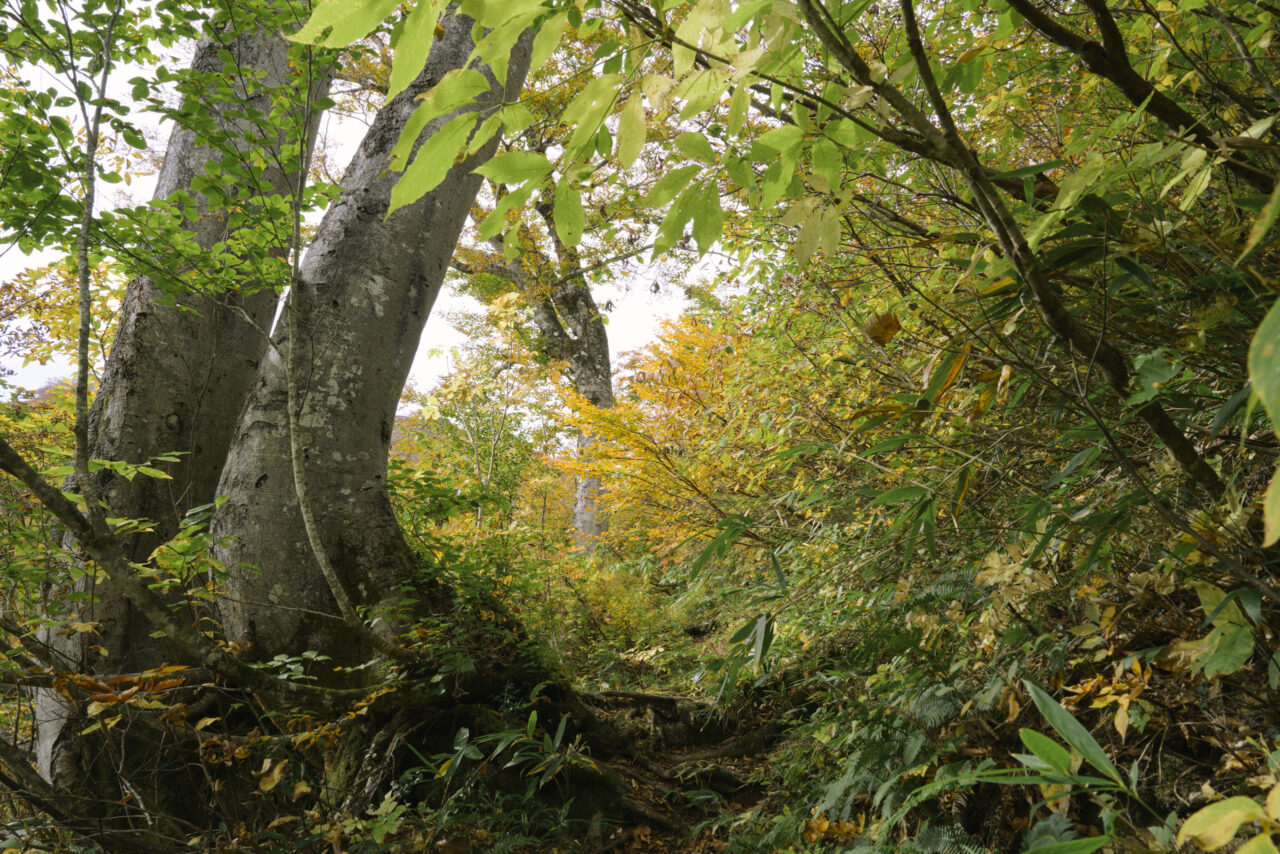 原生林を進む