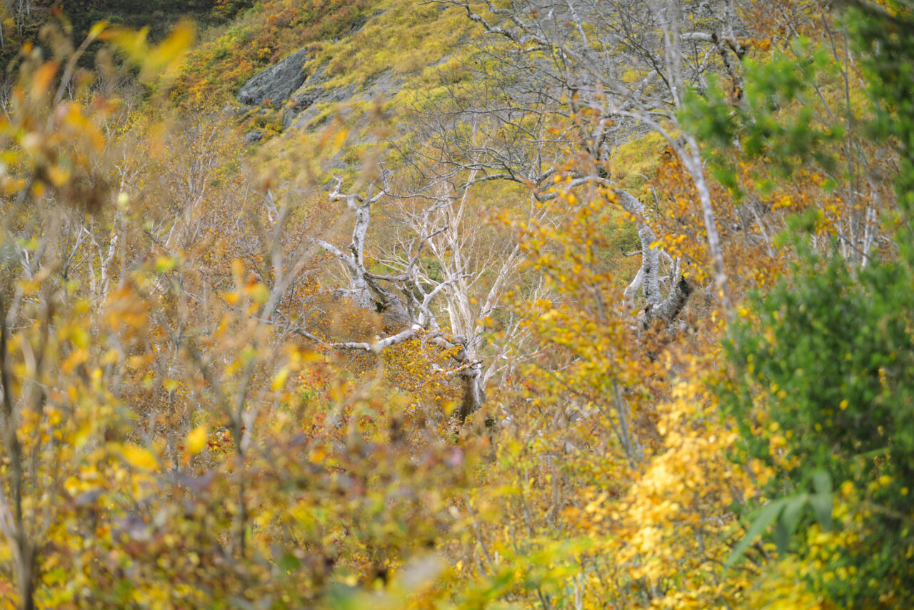 ダケカンバの木を見つめる