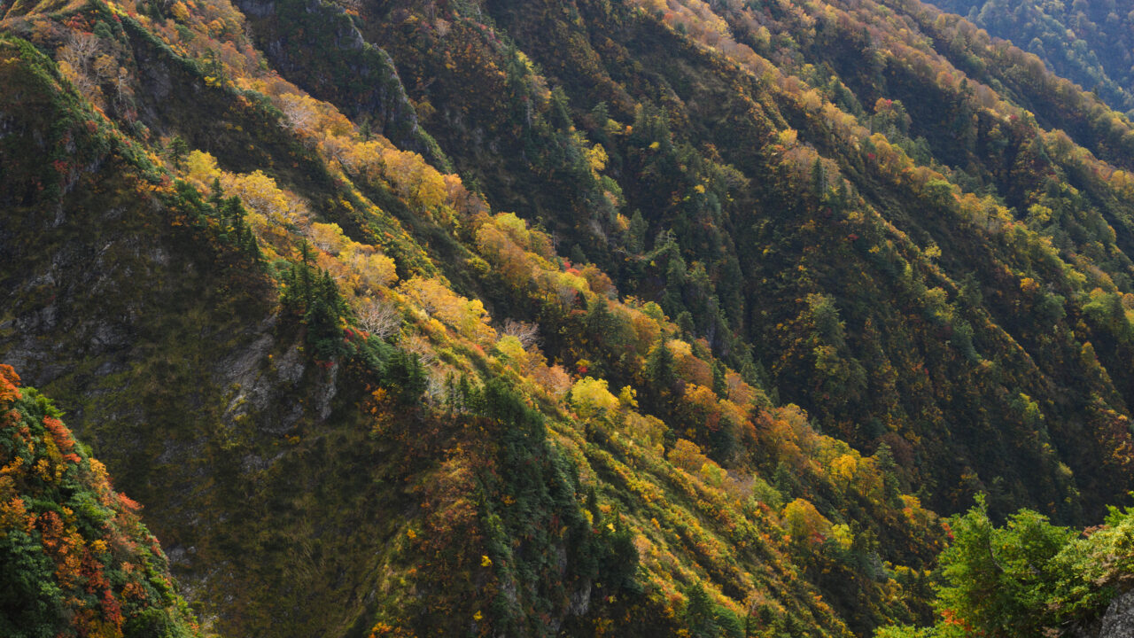 山頂から見下ろす山肌の紅葉