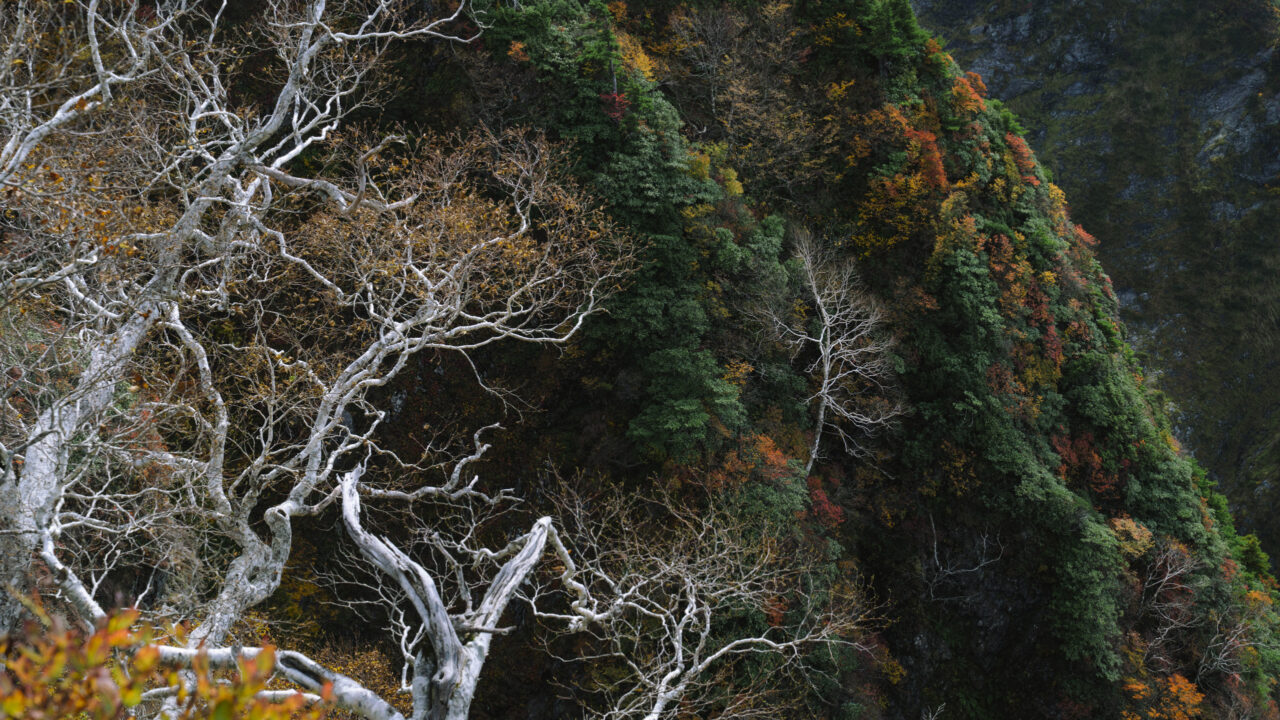 ダケカンバの白い木々を見下ろす
