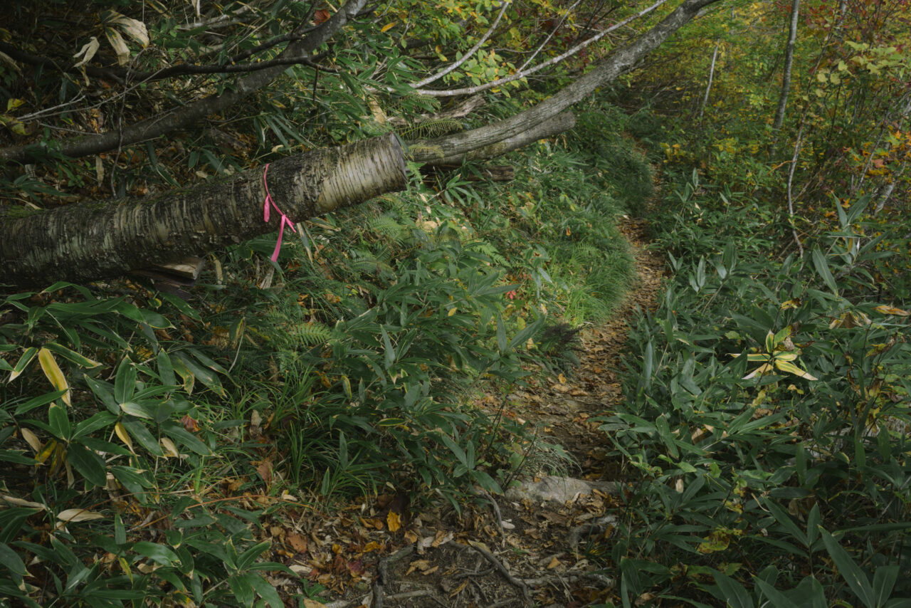笹に覆われたか細い登山道