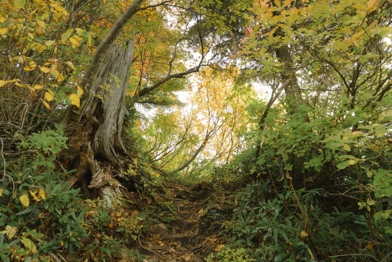 紅葉が輝く上り坂