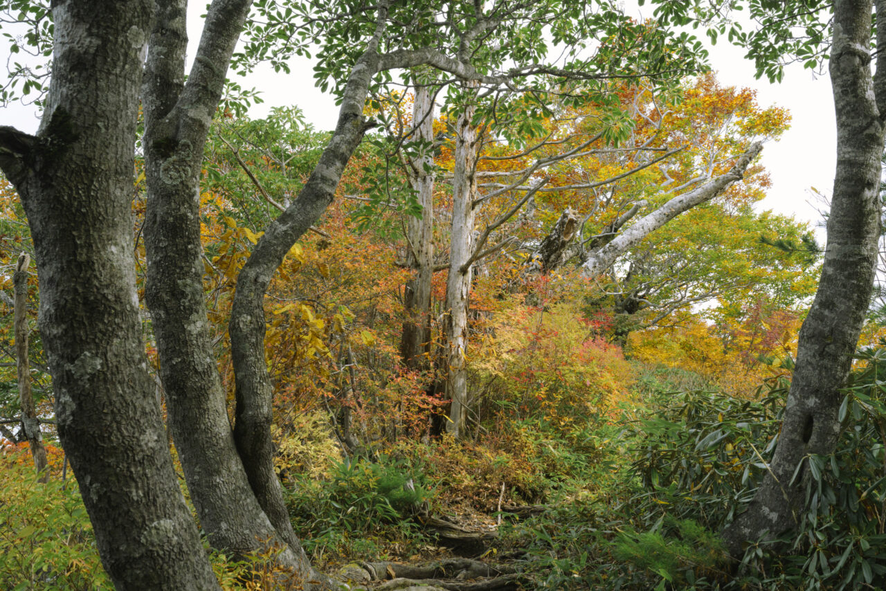 立ち枯れが目立つ叶の高手周辺