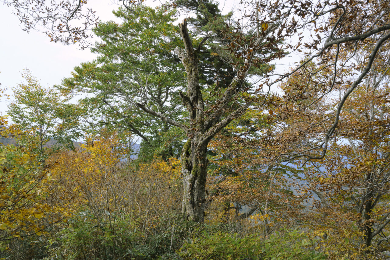 妖怪のような枯れ木