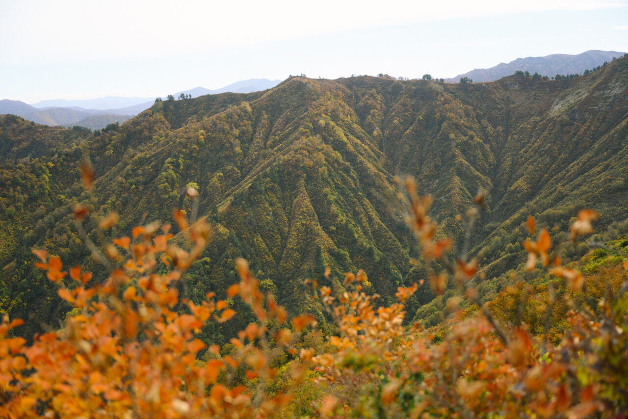 紅葉が目立つ山肌を眺める