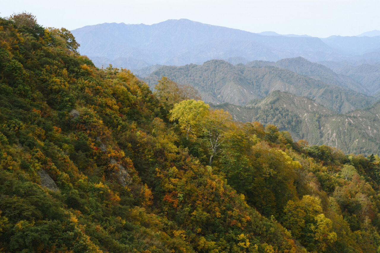 浅草岳方面の山肌の紅葉を眺めて