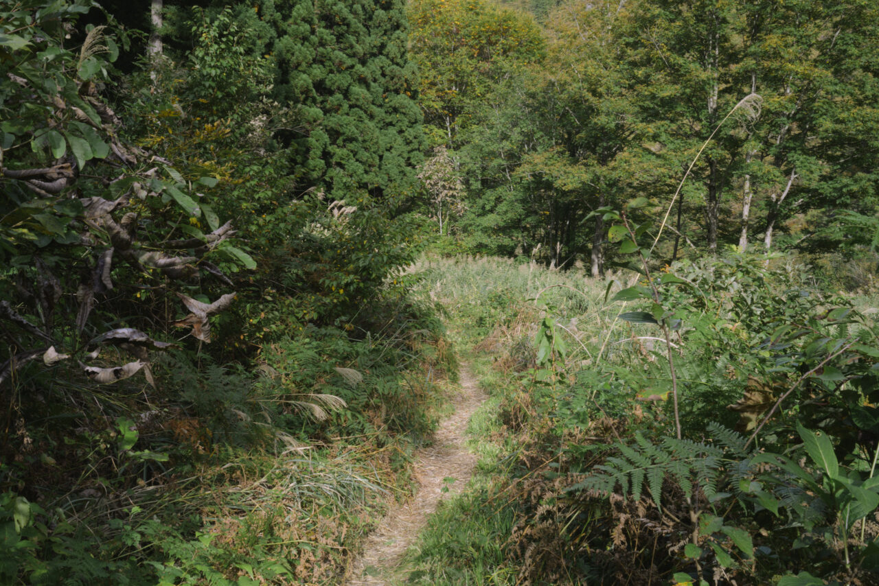 緑濃い駐車場付近