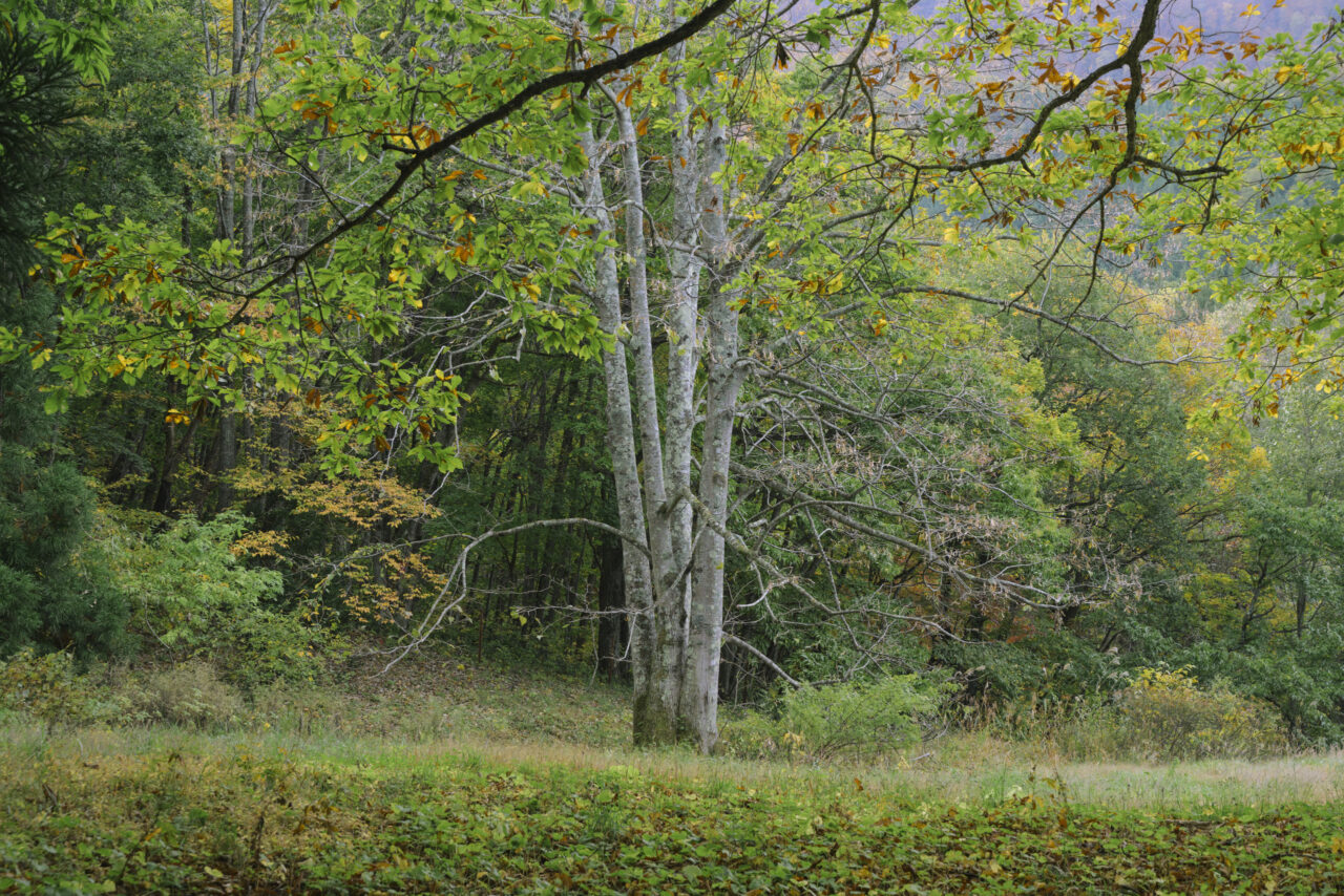 瀧山登山口の牧場