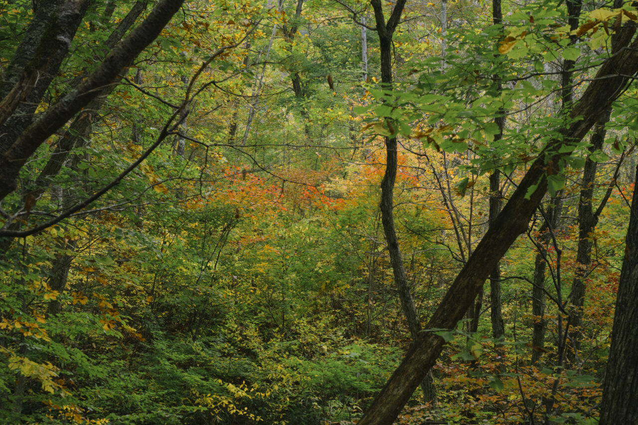 瀧山登山口付近の紅葉