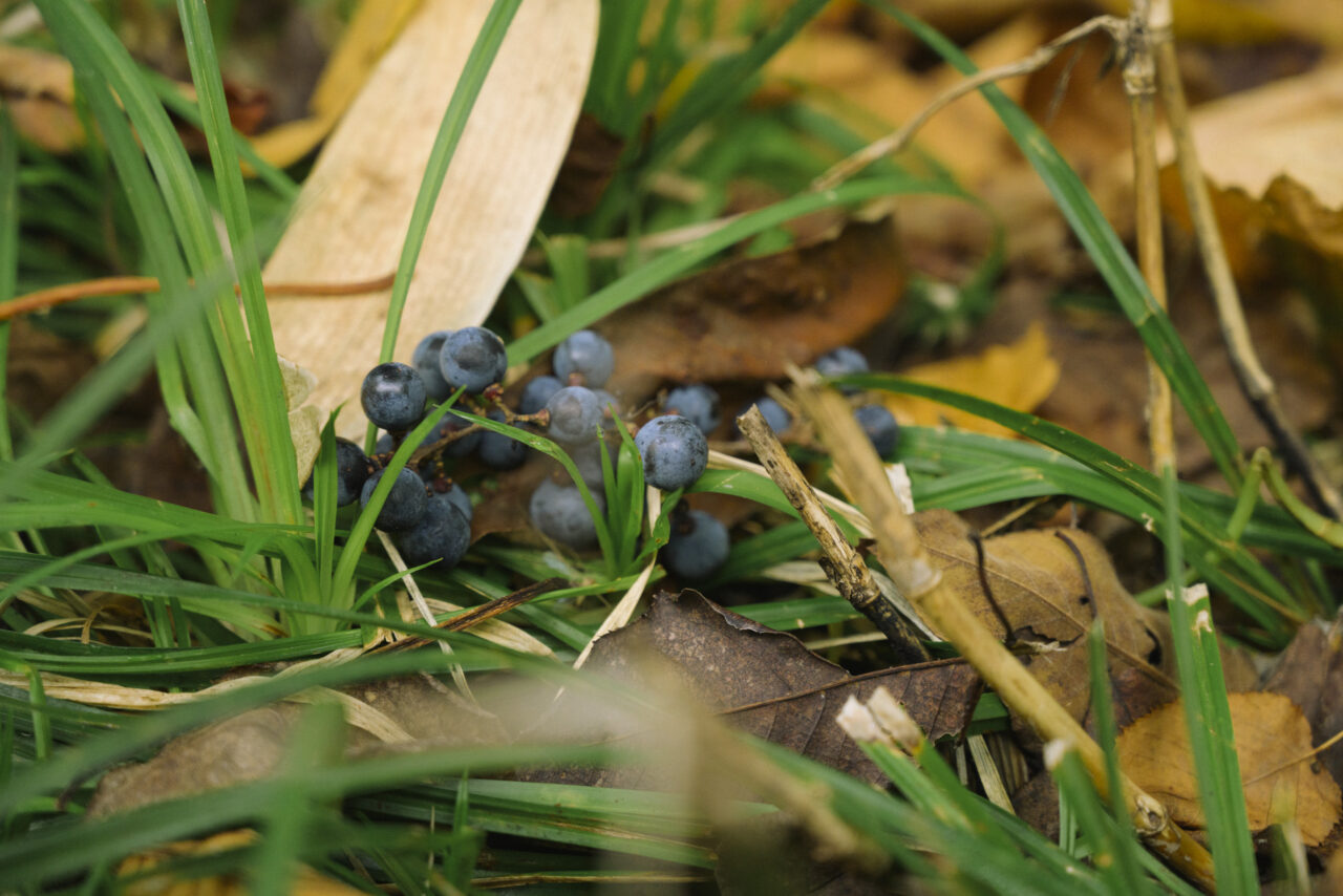 足元に転がる山ぶどう