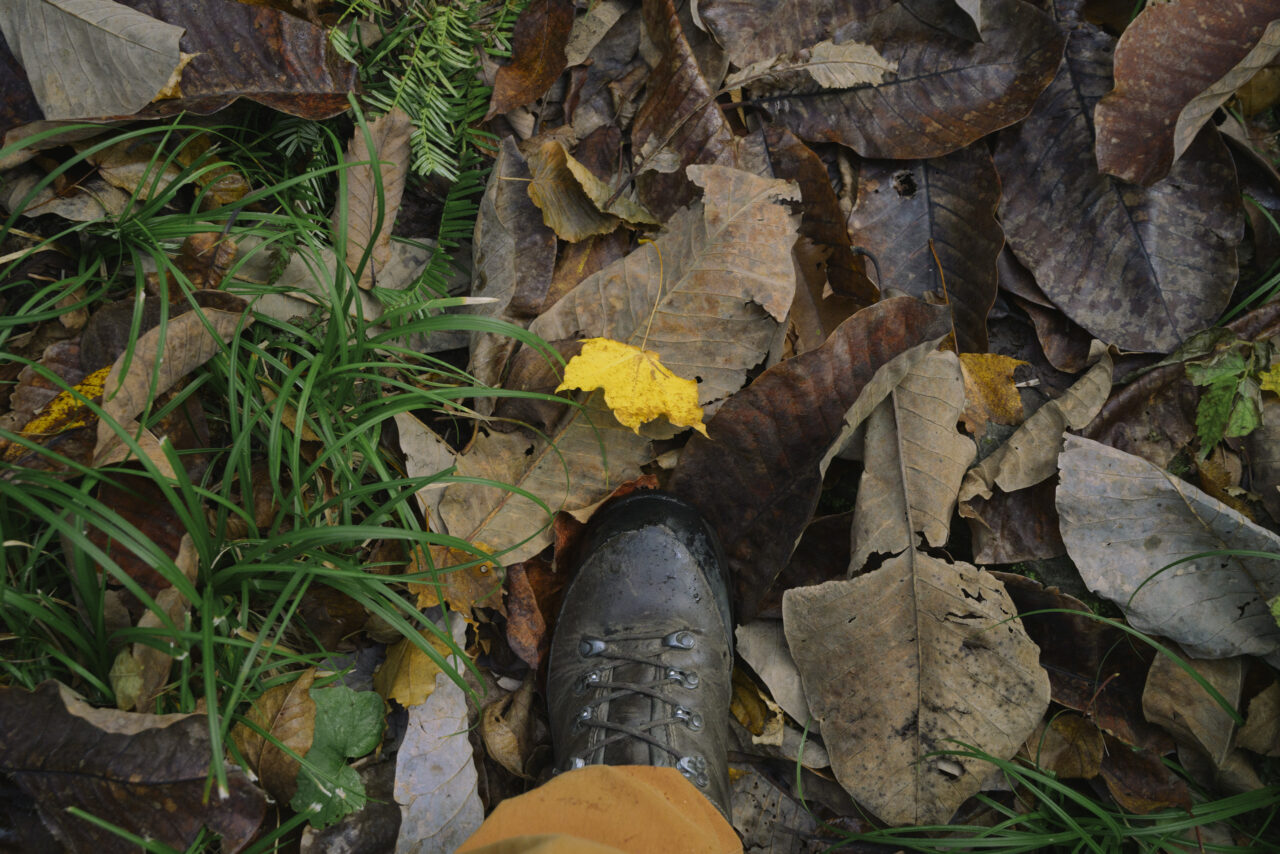 黄金色に染まった落葉