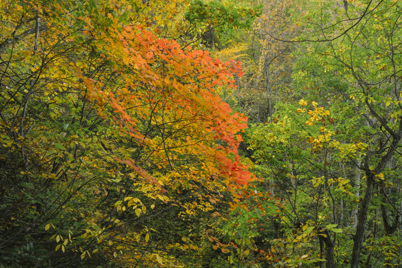 瀧山中腹の紅葉