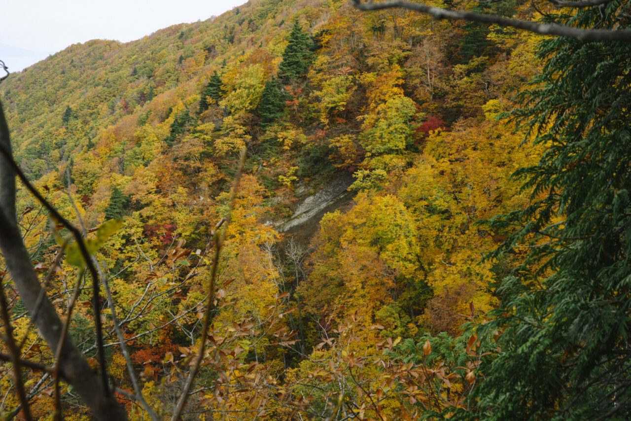 紅葉の山肌から見える切り立った崖