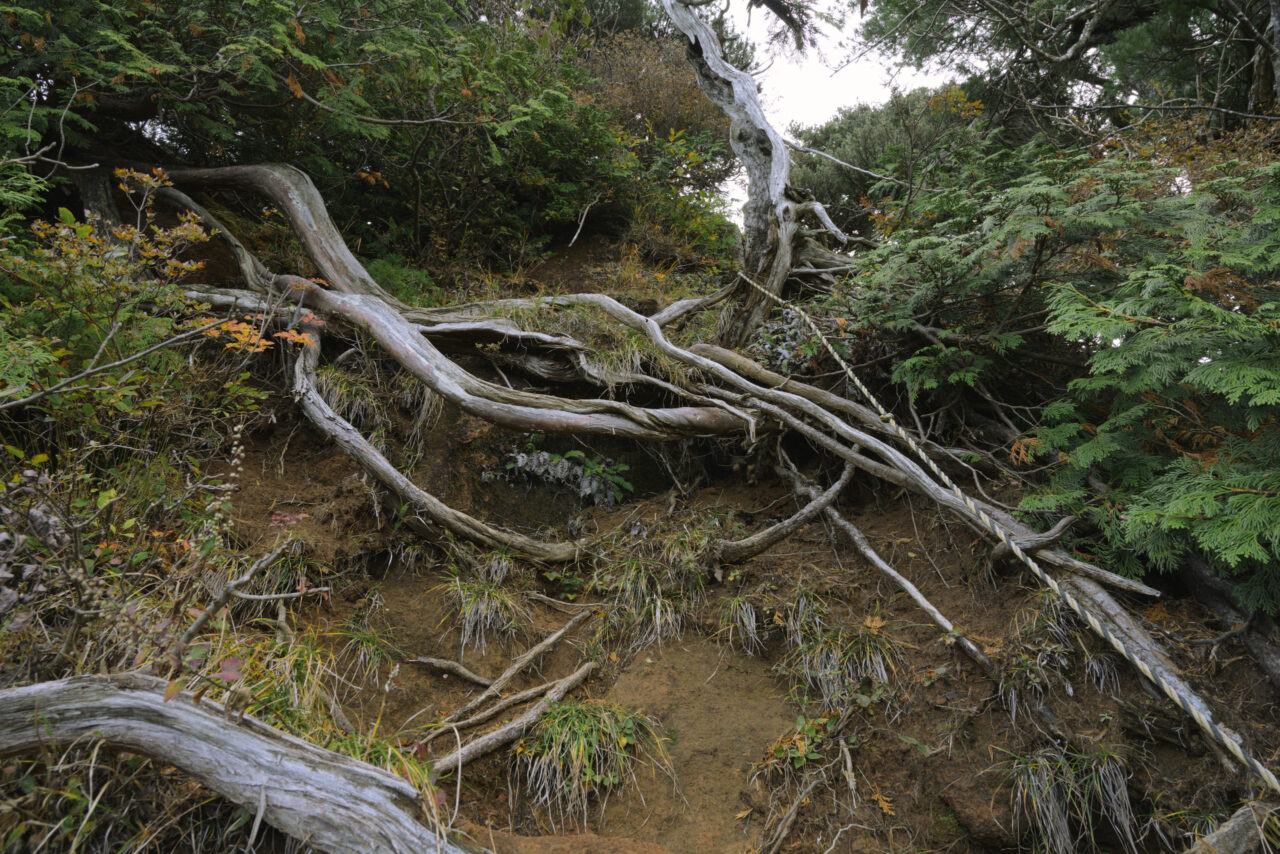トラロープが張られた急登