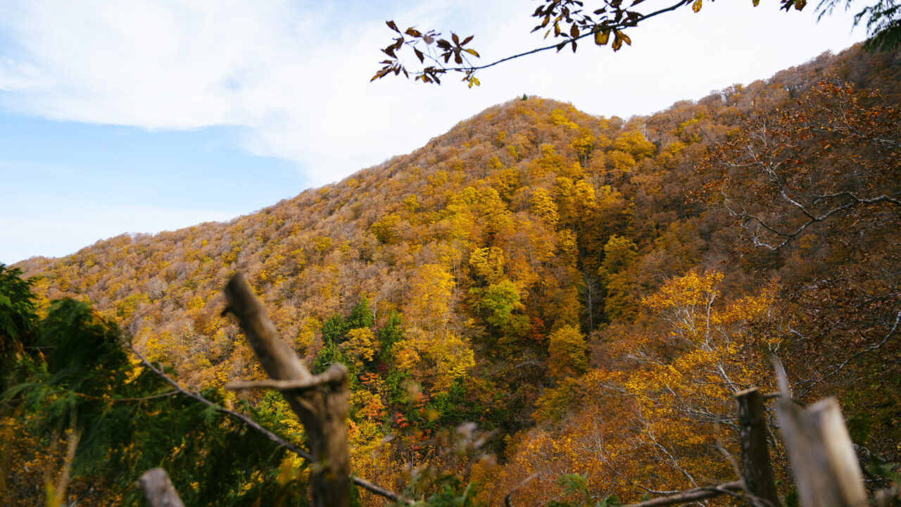 黄金色に染まる山肌